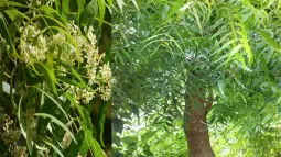 Nutritional Profile And Health Benefits Of Neem Leaves