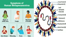 Understanding Human Metapneumovirus (HMPV): Detailed Overview